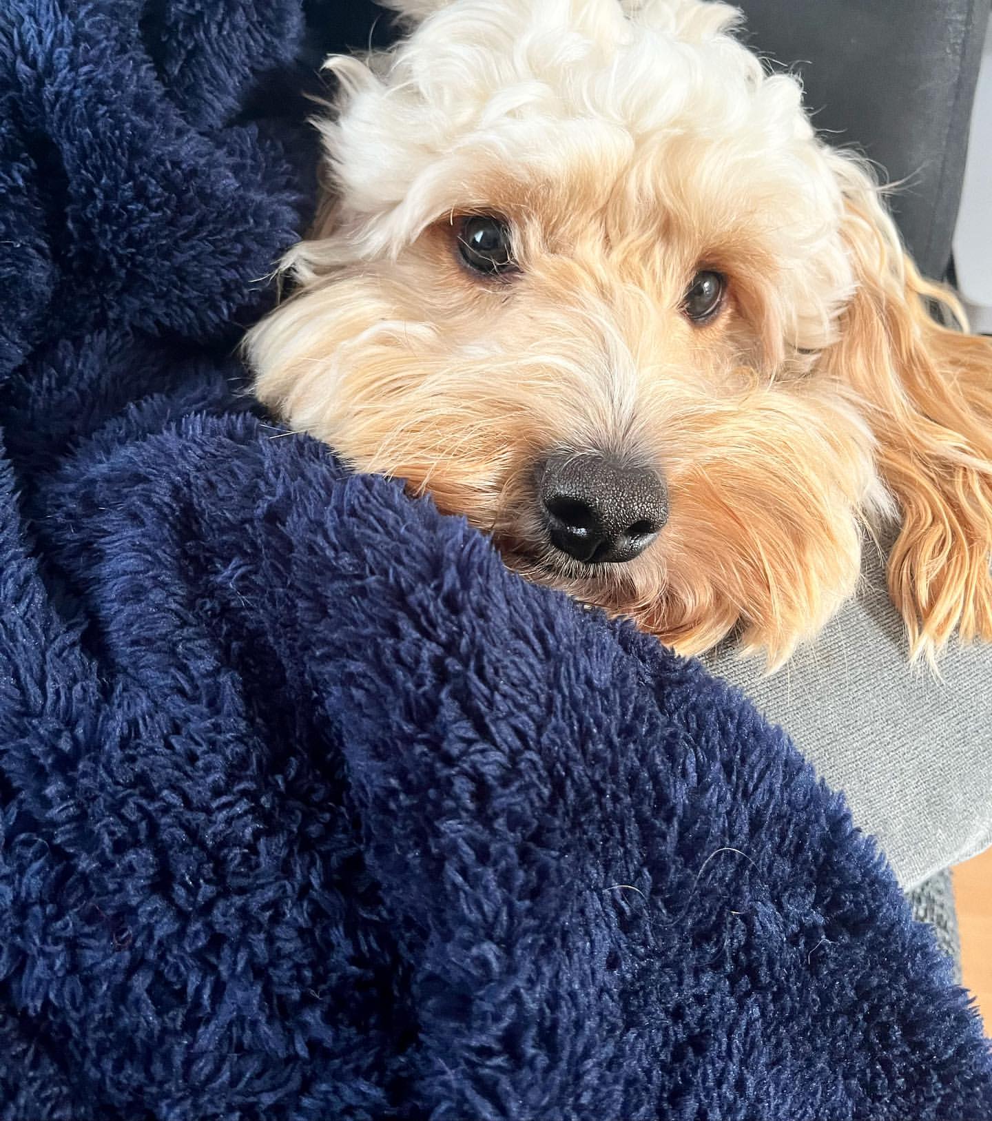 Puppy Cuddled under Navy Blue Fluffy Fleece Pet Blanket