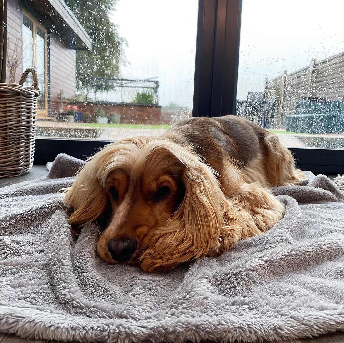 Dog resting on this Fluffy Fleece Pet Blanket