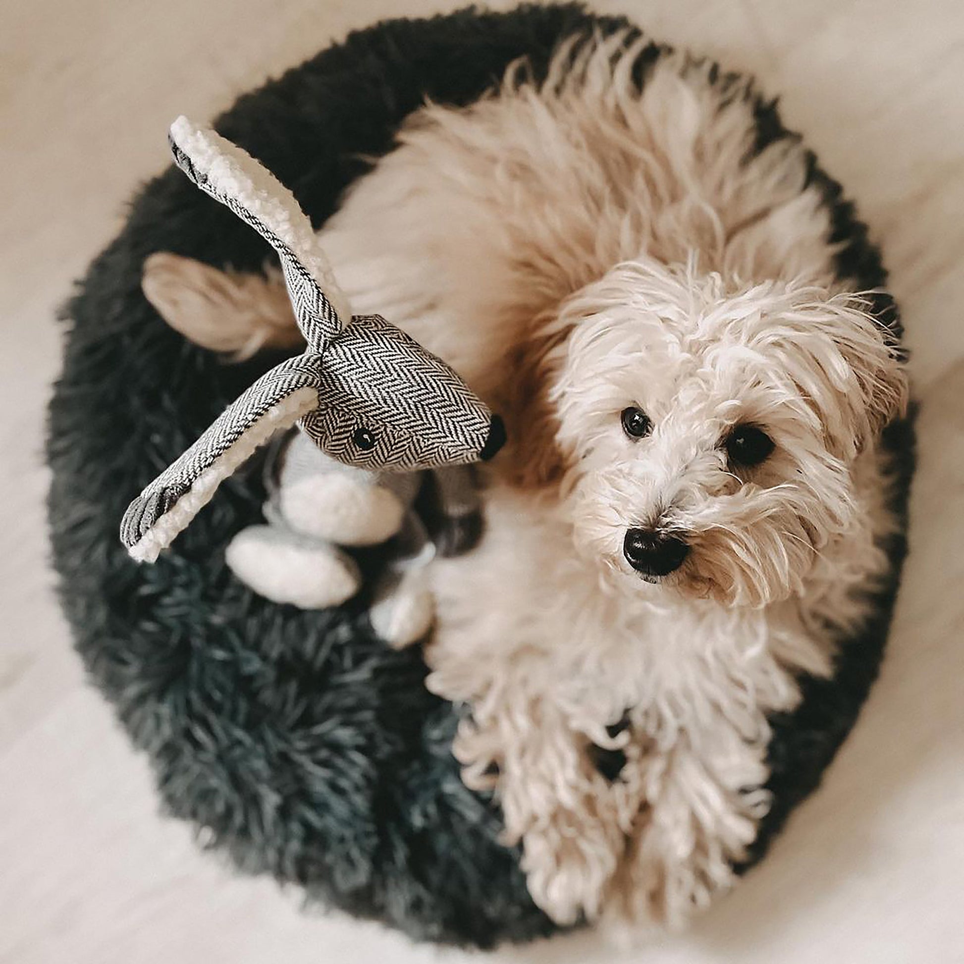 Puppy in a Calming Donut Bed For Dogs & Cats