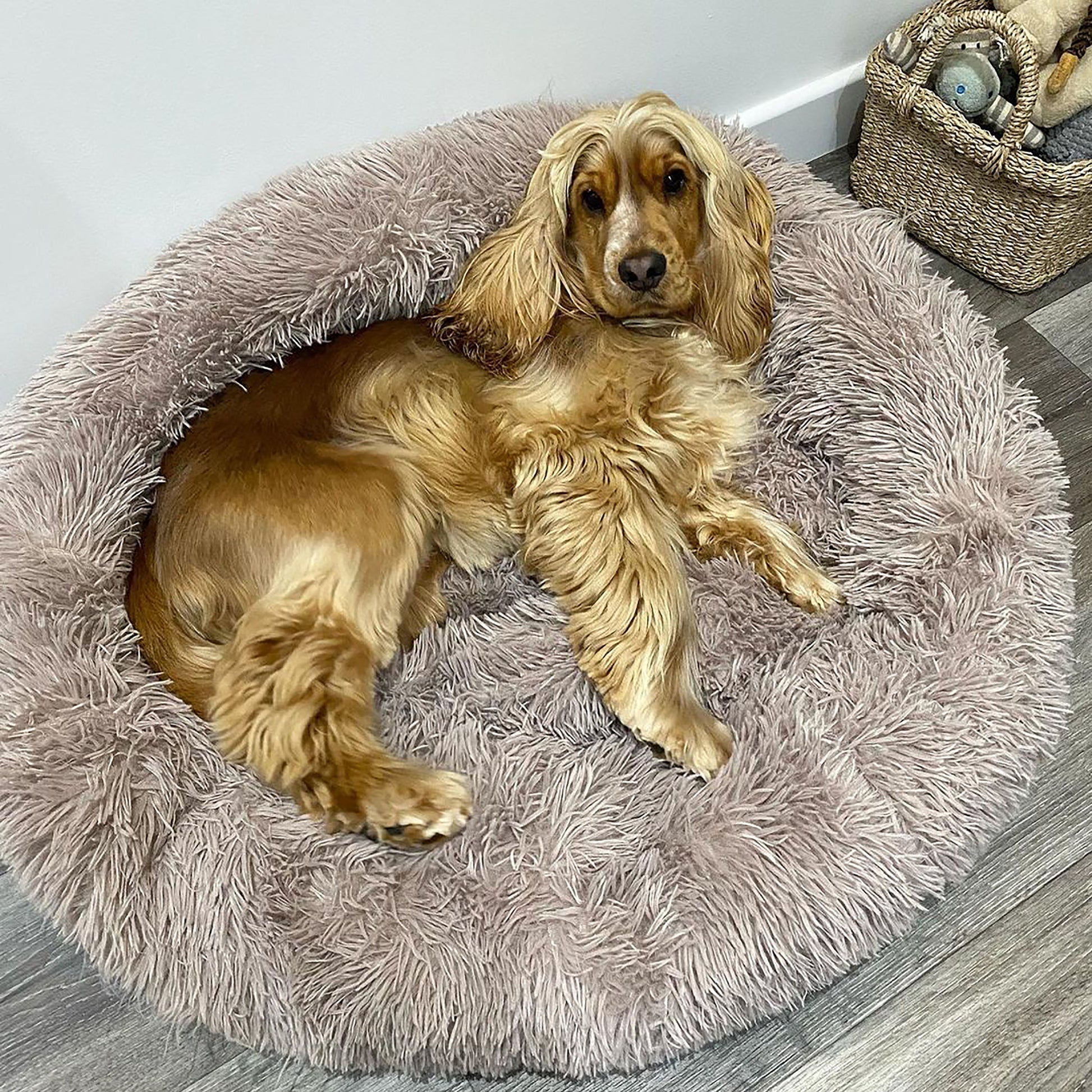 Dog laying inside Calming Donut Bed For Dogs & Cats