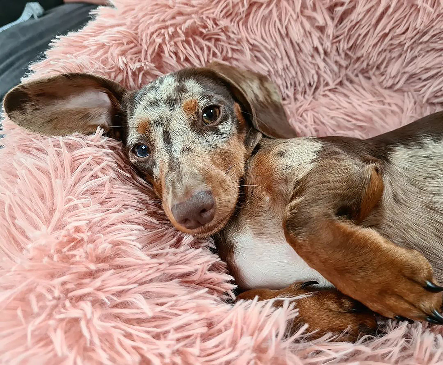 Dog inside Calming Donut Bed For Dogs & Cats