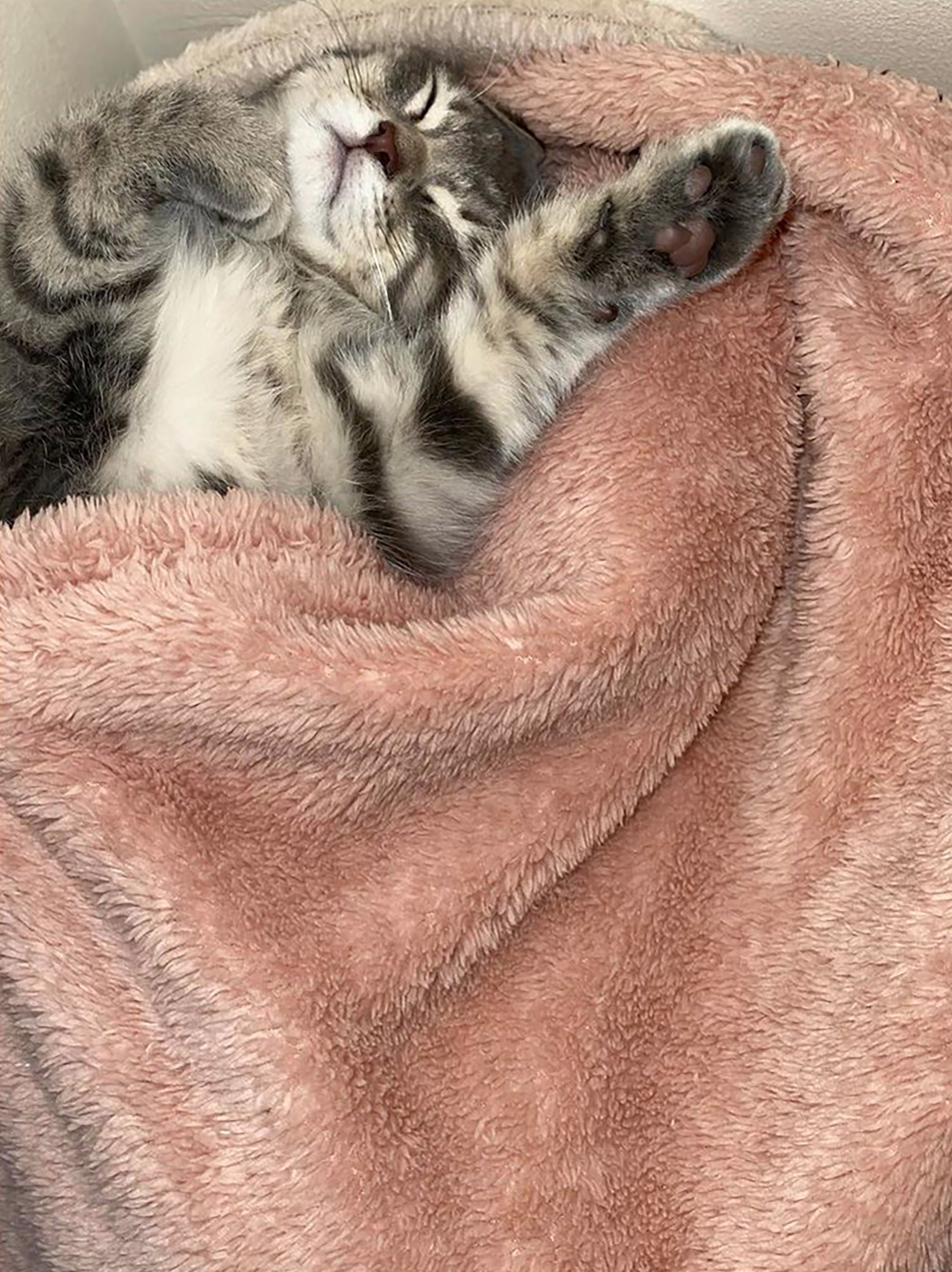 Kitten sleeping under pink  Fluffy Fleece Pet Blanket