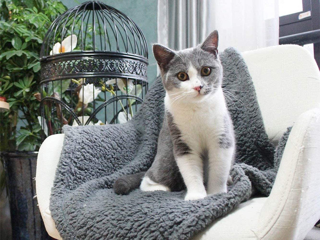 Cat sitting on chair on Fluffy Fleece Pet Blanket