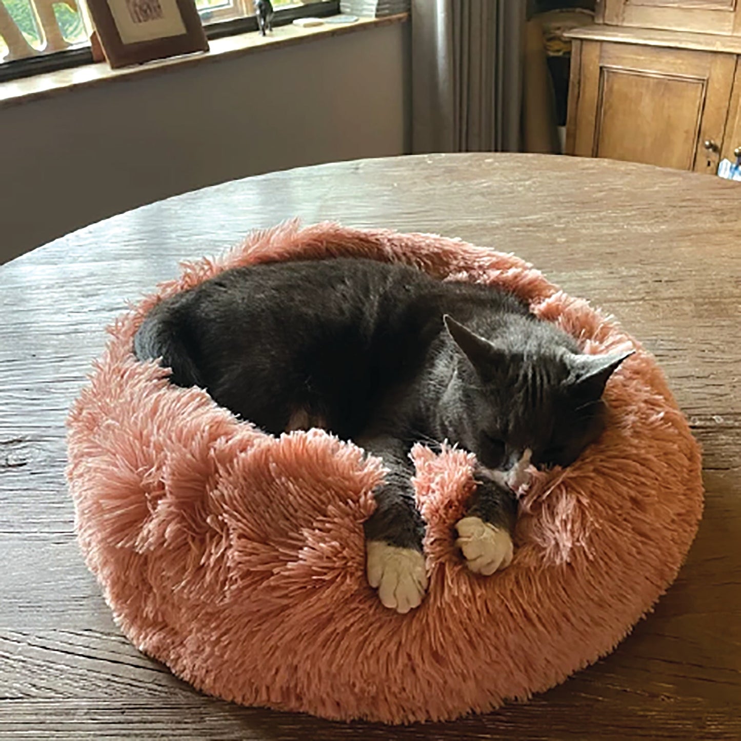 Cat inside of Calming Donut Bed For Dogs & Cats