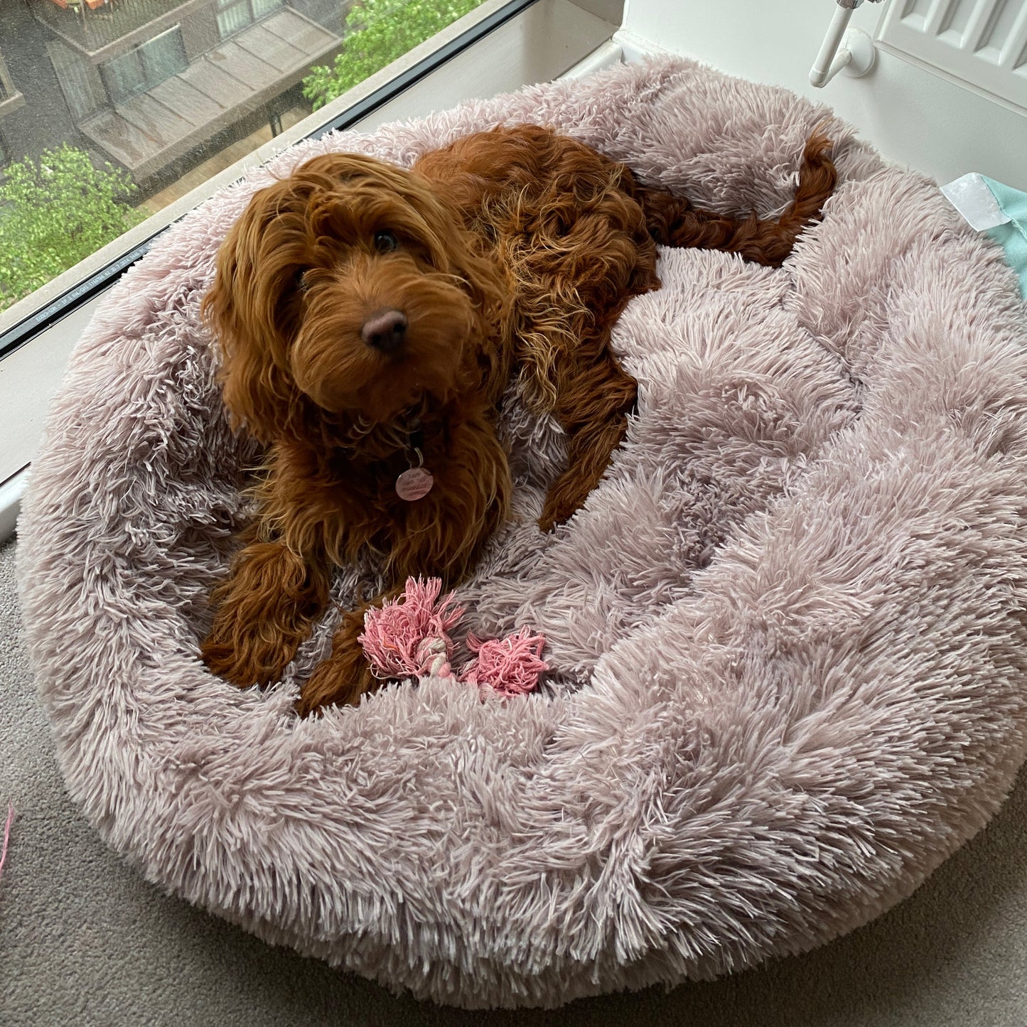 Dog laying in Calming Donut Bed For Dogs & Cats