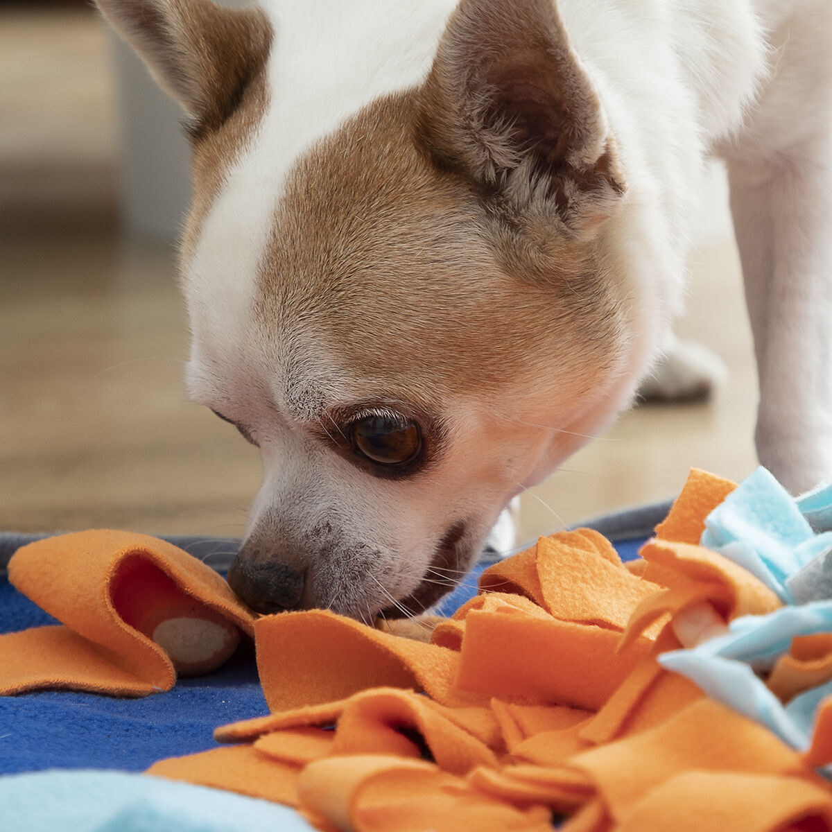 Image of dog using the mat to find the treats