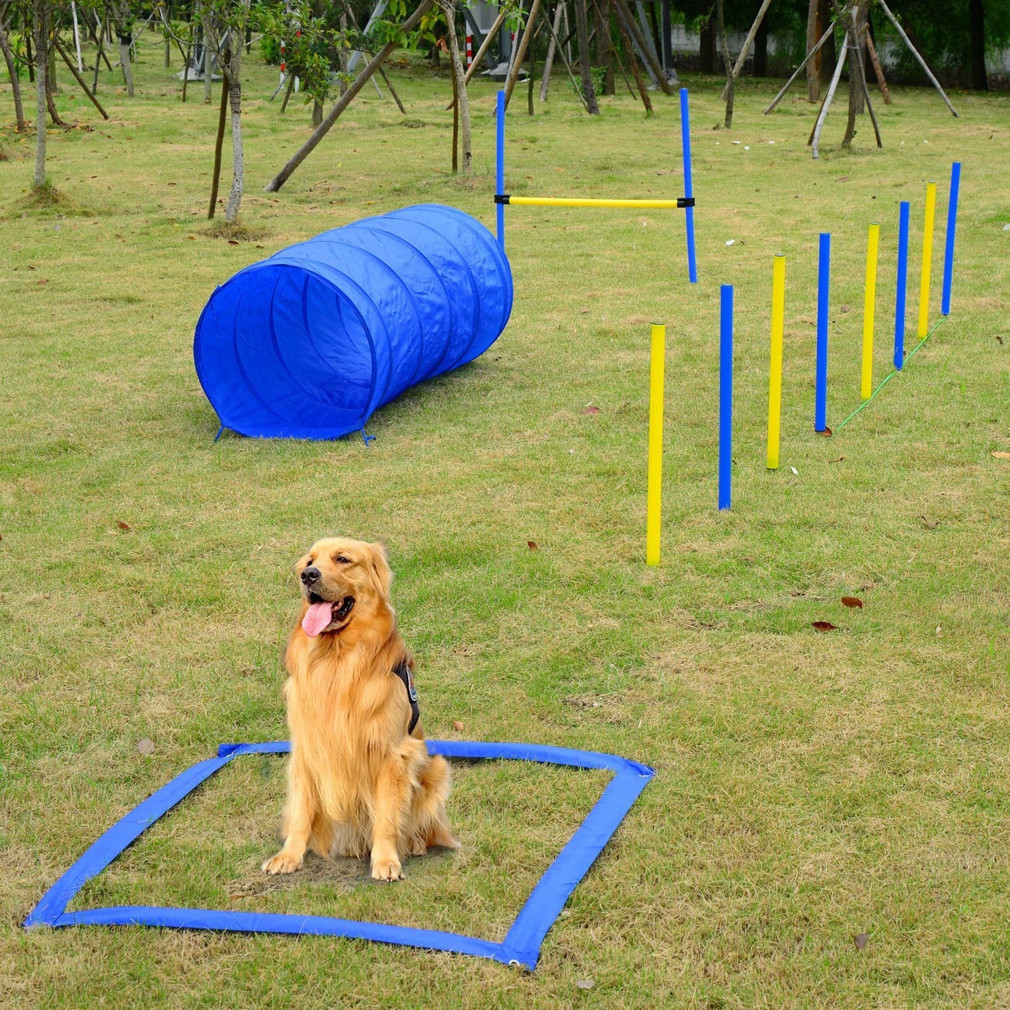 Image of dog sitting with the agility training equipment